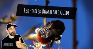 Red-tailed Bumblebee Guide