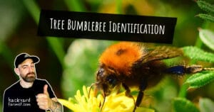 Tree Bumblebee Identification