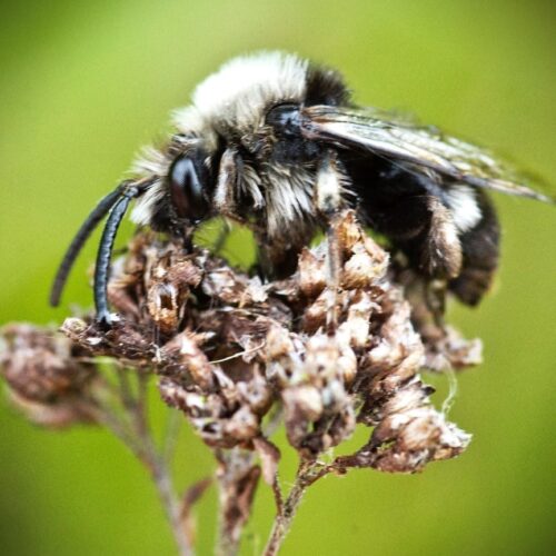 common mourning bee