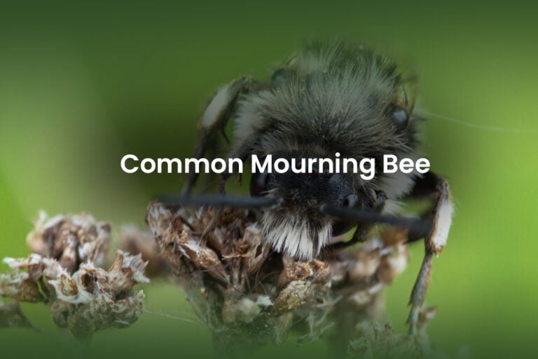 Common Mourning Bee Identification