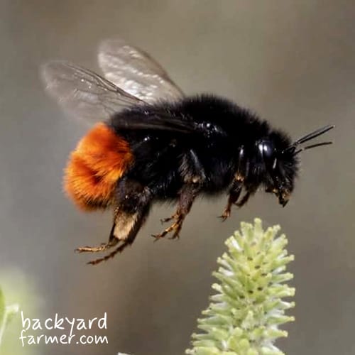 red tailed bumblebee queen Bombus lapidarius