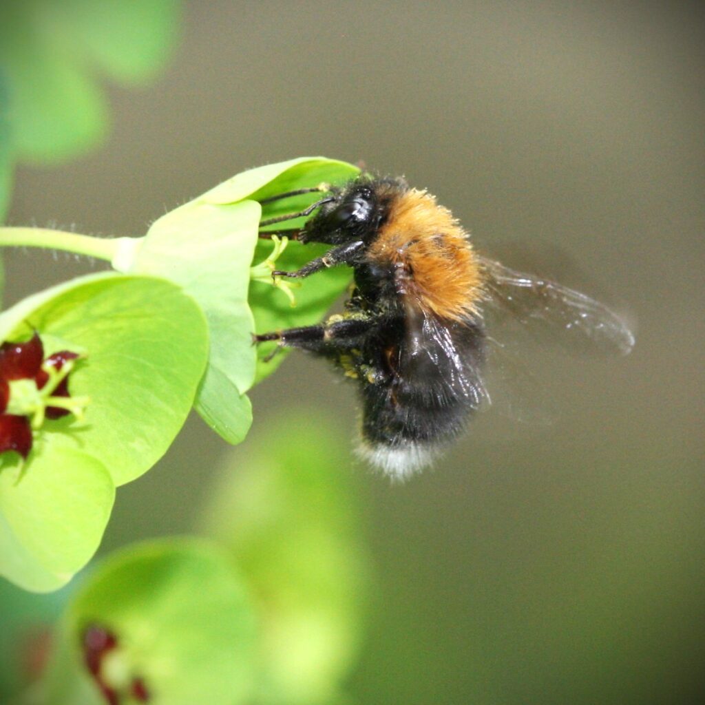 tree bumblebee