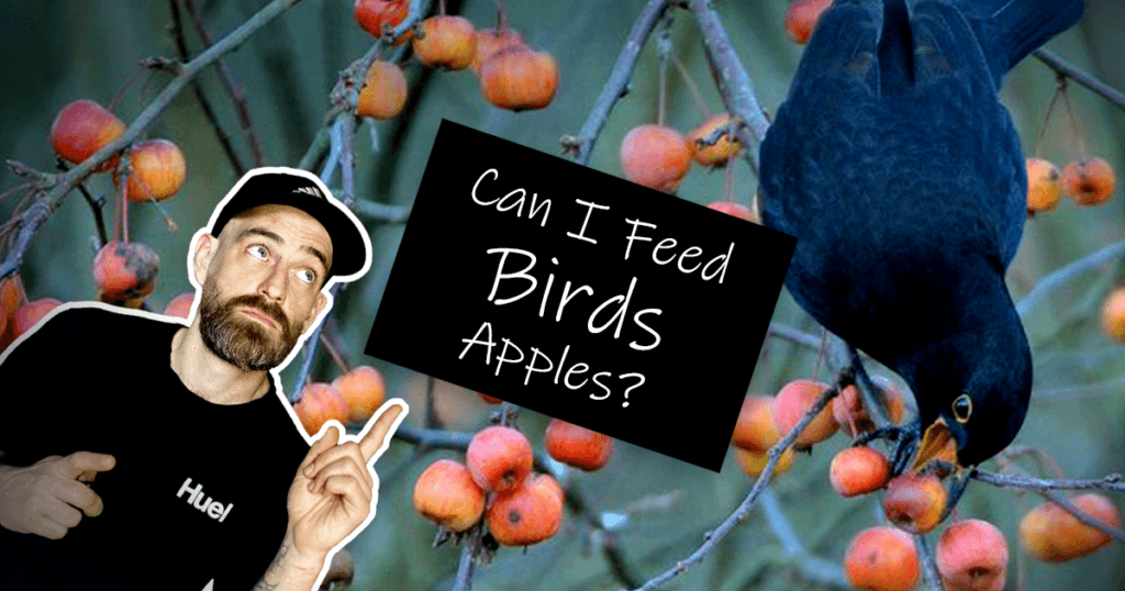 Can I feed birds apples? – Blog intro image with Fred and blackbird surrounded by crabapples, questioning safe apple feeding for wild birds.