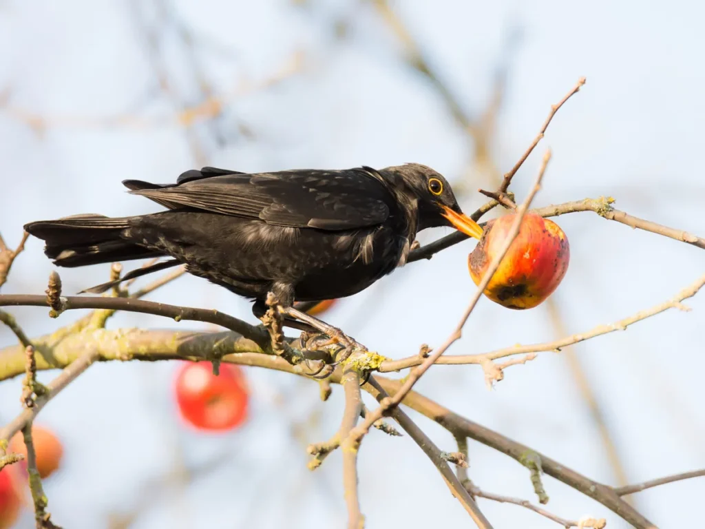 common-blackbird-eating-apple-from-tree