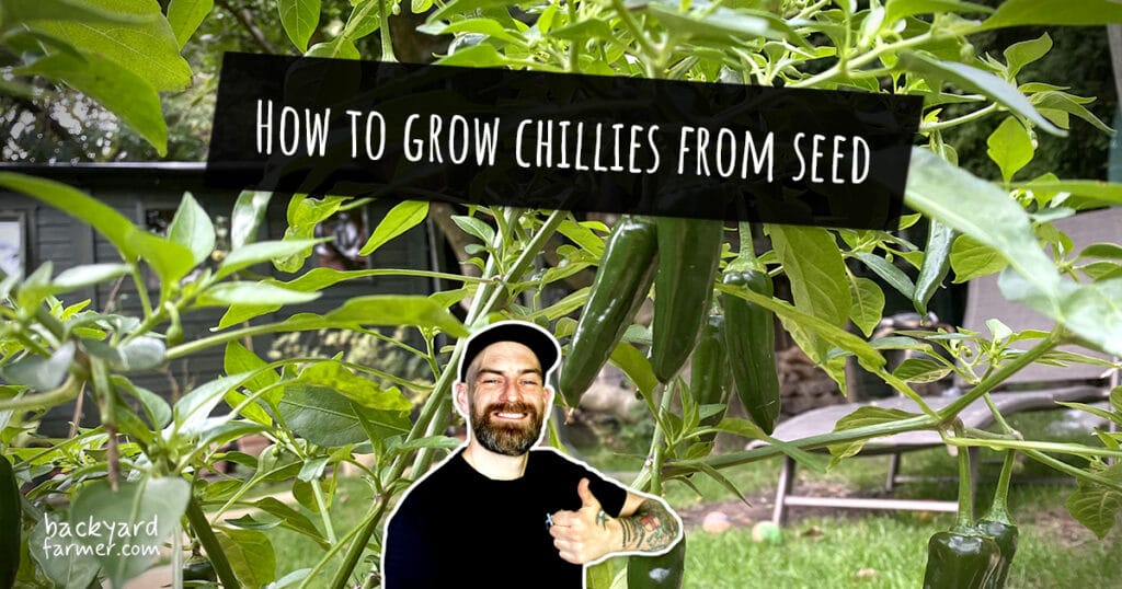 How to grow chillies from seed
