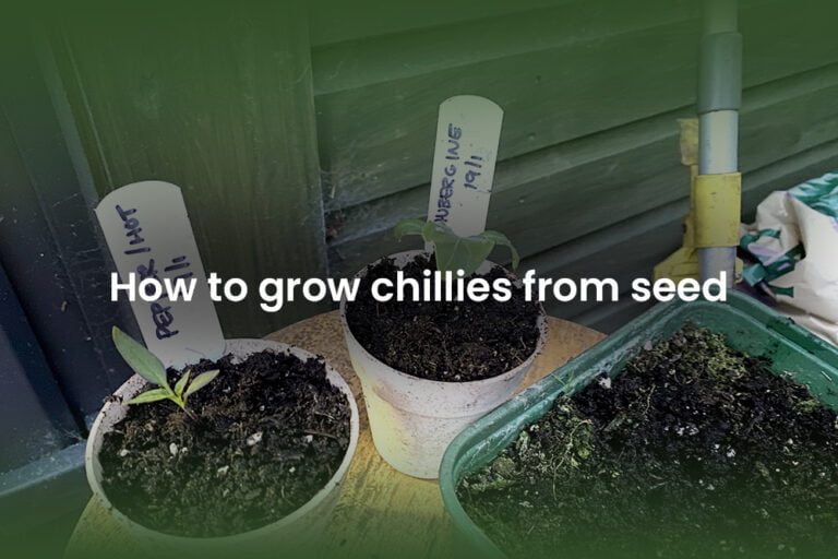 How To Grow Chillies From Seed The Backyard Farmer