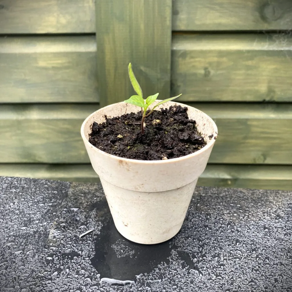 transplanting chilli seedlings