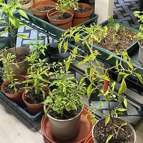 chillies overwintering