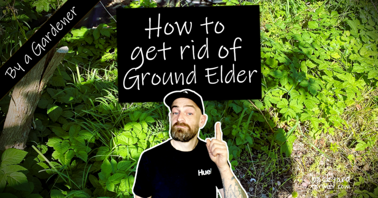 How to get rid of groud elder