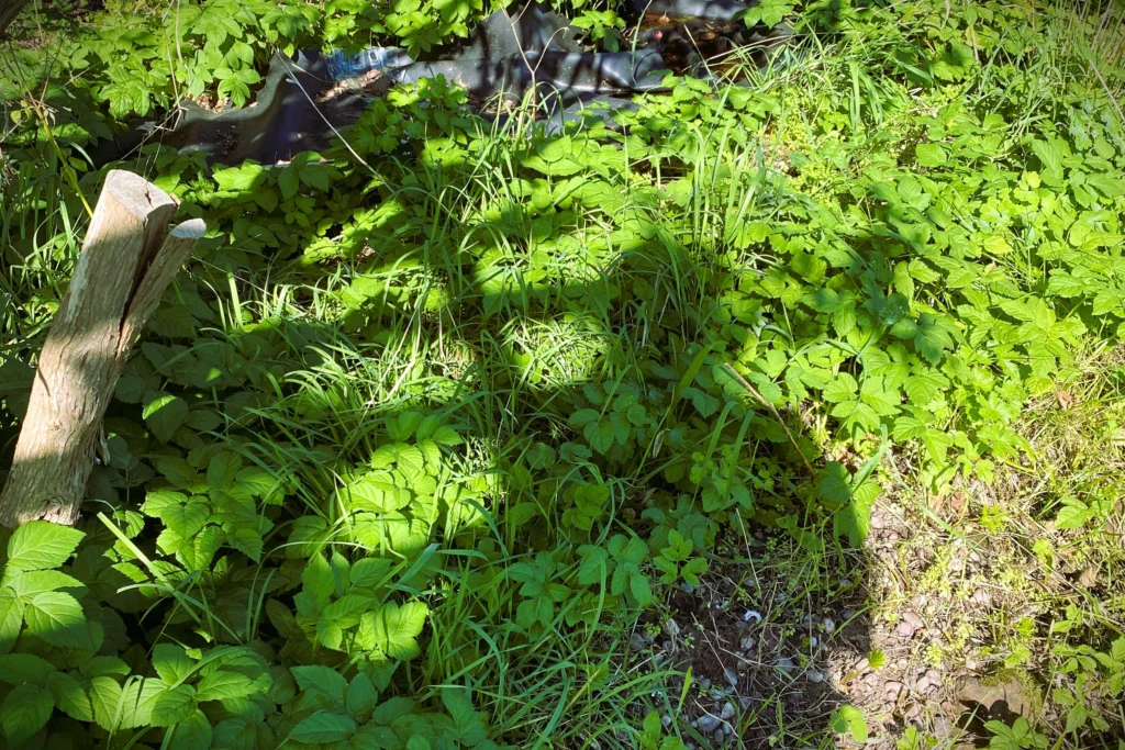 A dense patch of ground elder (Aegopodium podagraria) growing in a shaded garden area, showing its characteristic bright green leaves and spreading habit.