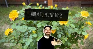 Featured image for blog post titled "When to Prune Roses (UK Guide for All Rose Types)" showing a man giving a thumbs-up in front of a yellow rose bush with a text overlay that reads "When to prune roses."
