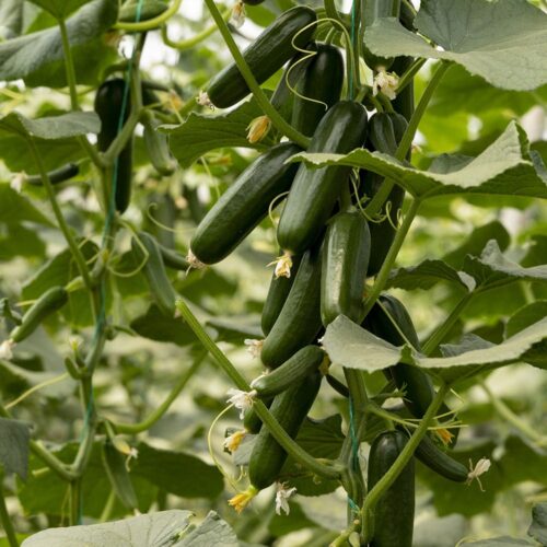 cucumber