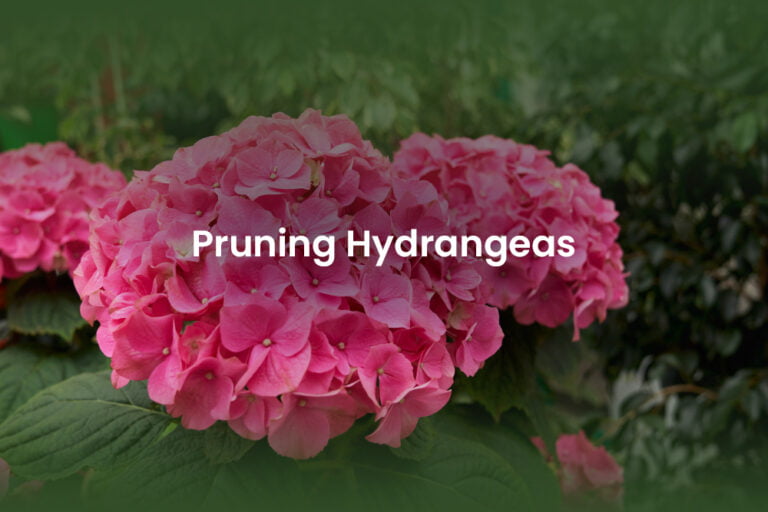 pruning hydrangeas