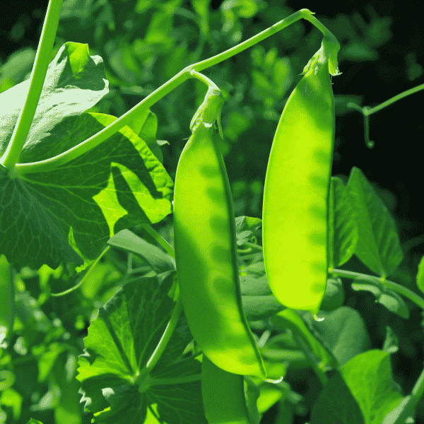 snow peas