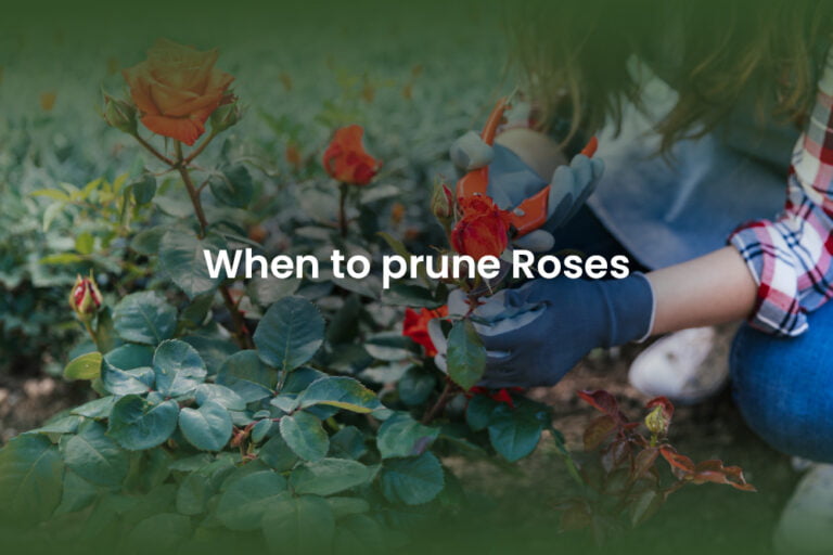 When to prune roses