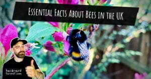 Bee facts header image