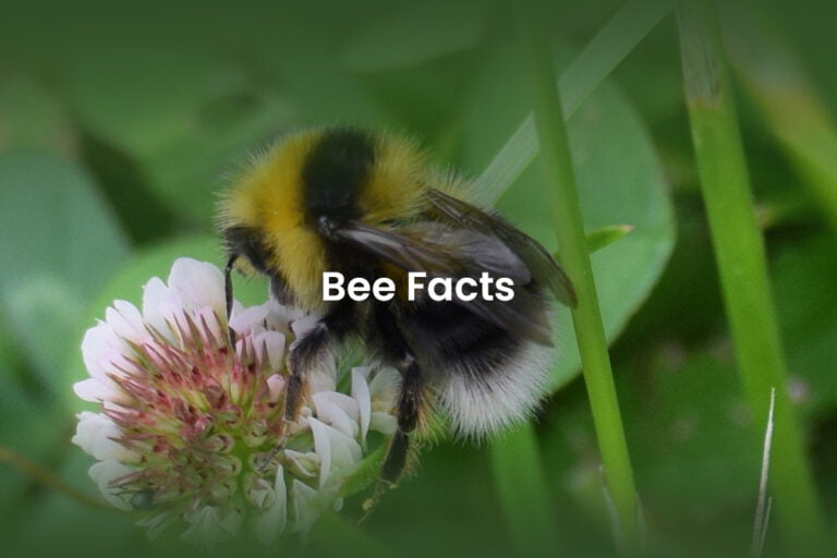 bee facts