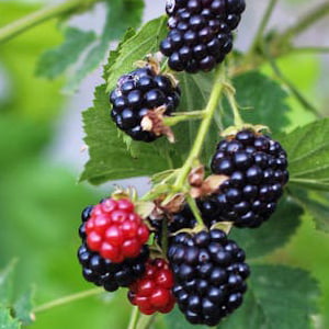 blackberry