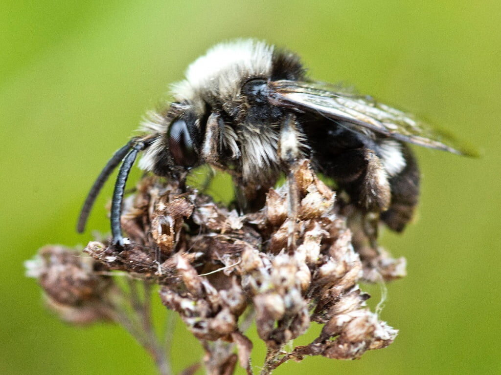 Common mourning bee #2