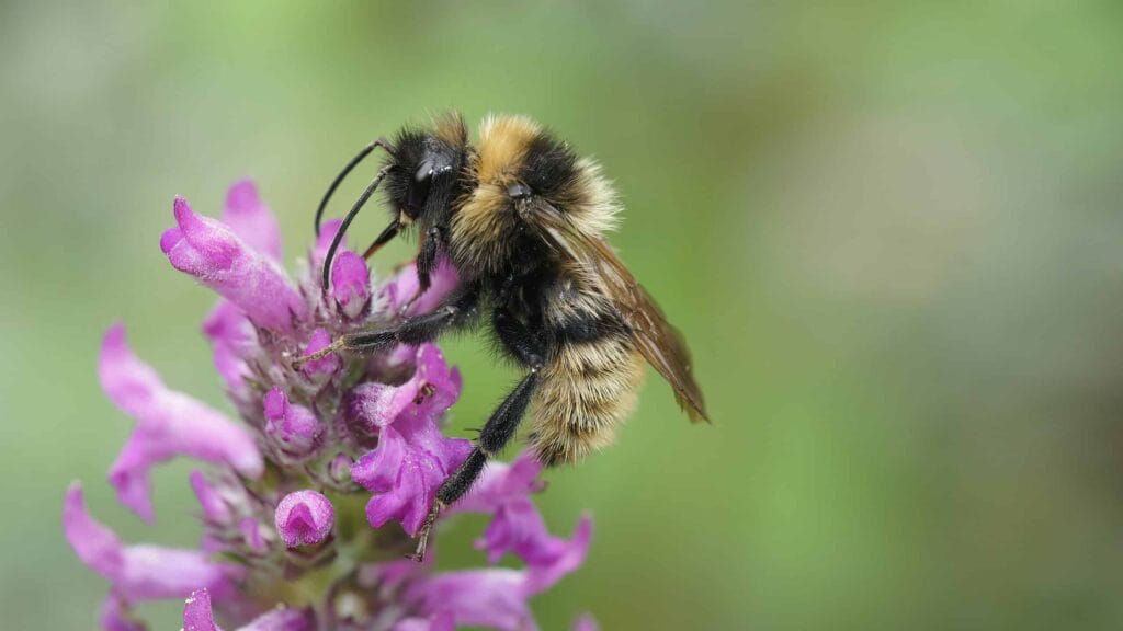 Field cuckoo bee - Bombus campestris