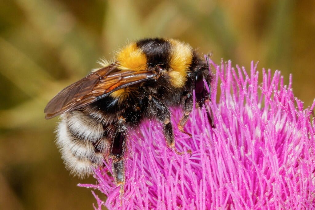 Bombus ruderatus