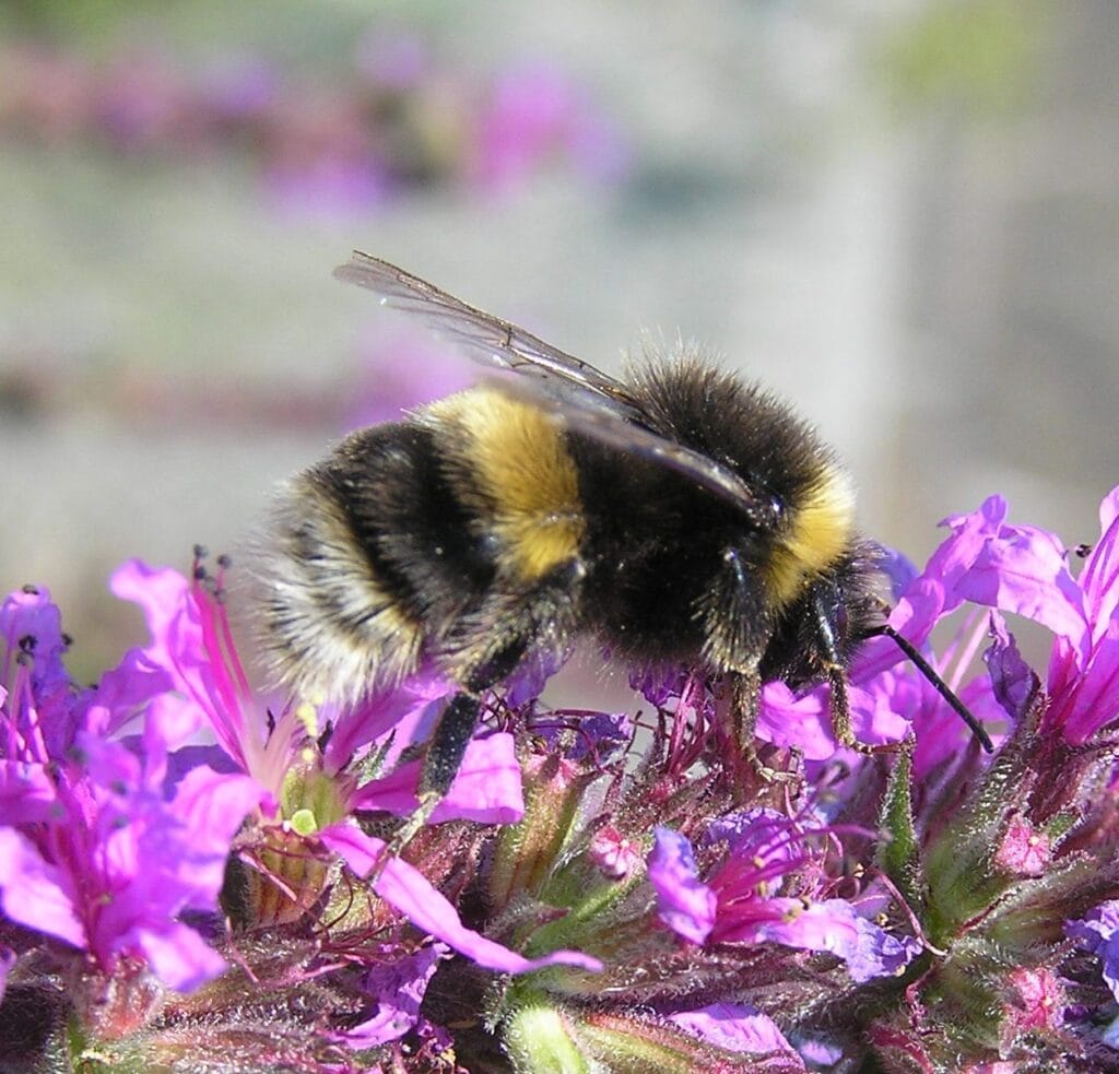 Bombus terrestris Buff-Tailed Bumblebee