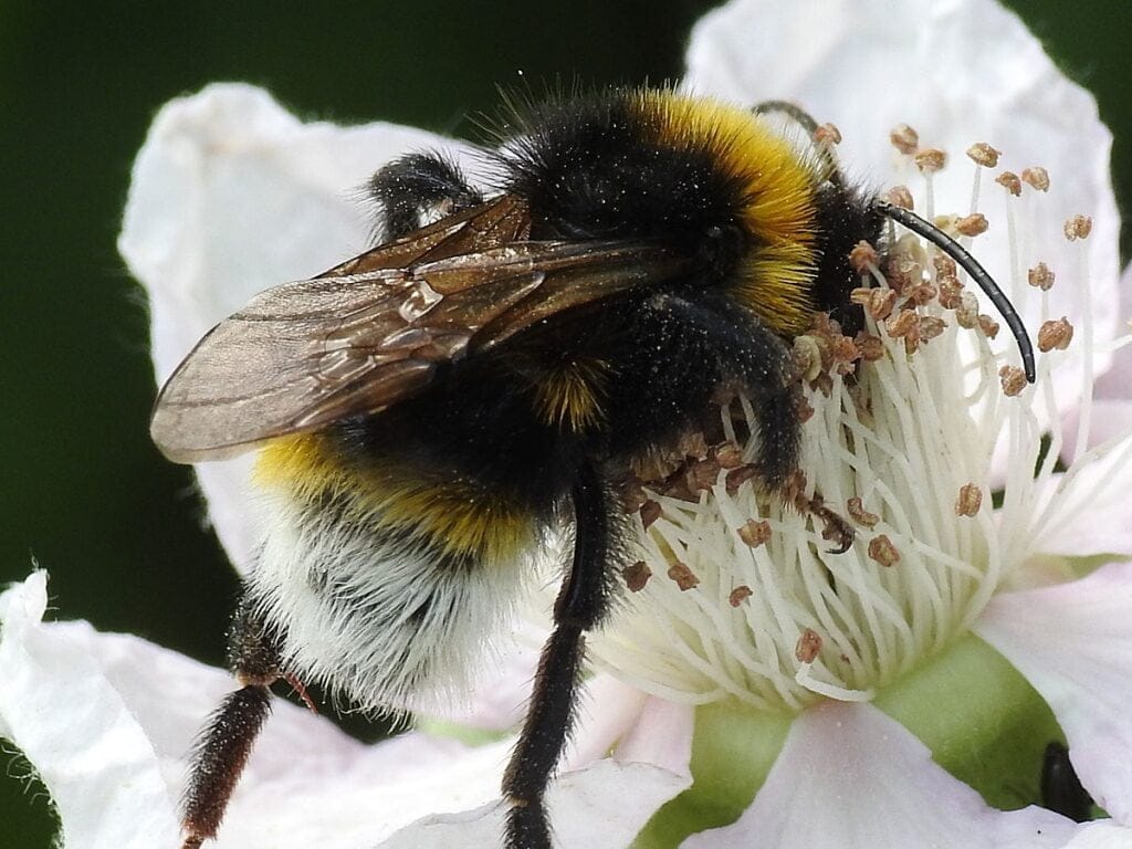 How to Identify Bees - The Backyard Farmer