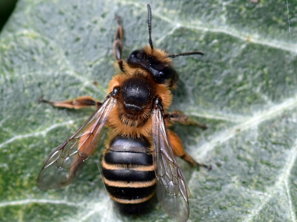 andrena flavipes