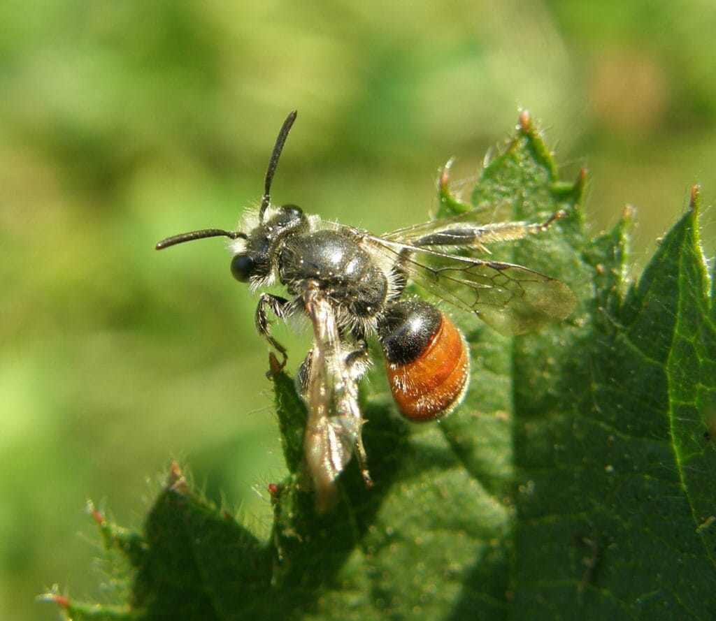 Red-girdled Mining Bee (Andrena labiata)