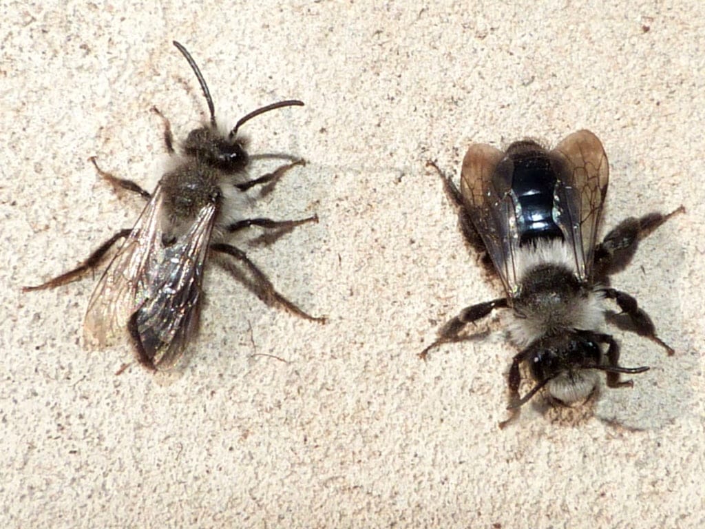 Ashy Mining Bee Andrena cineraria