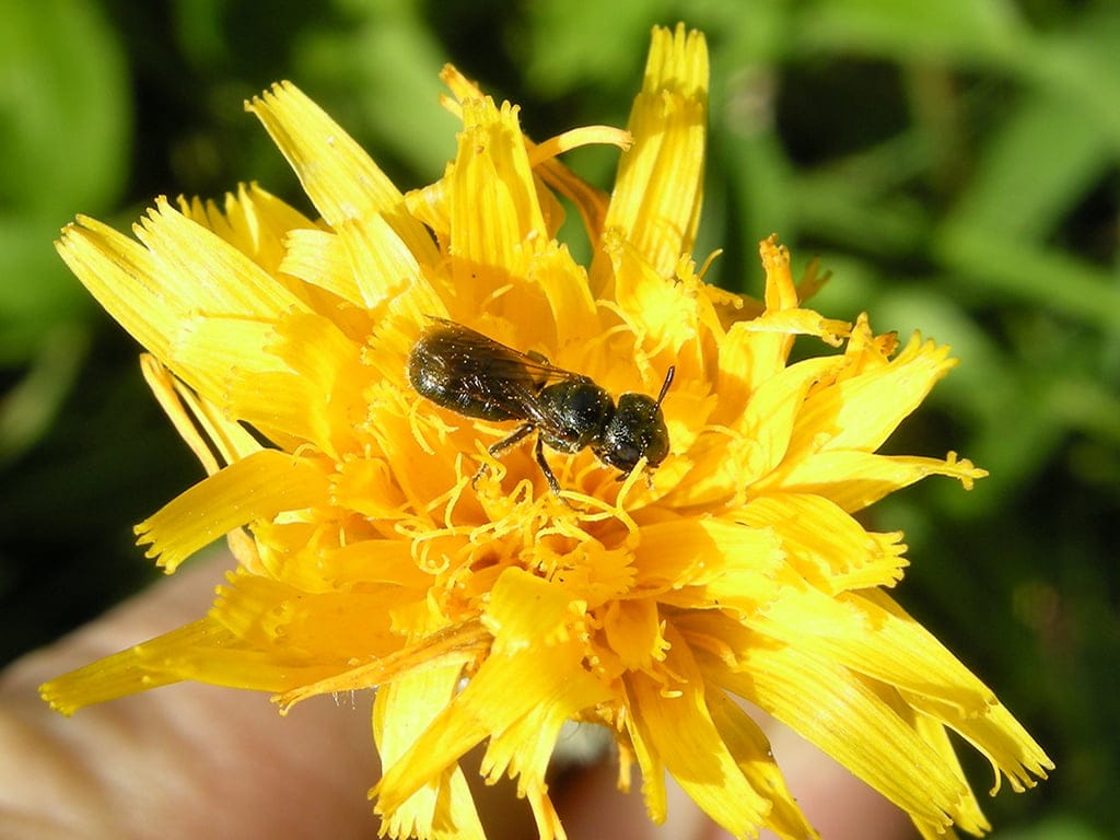 blue carpenter bee