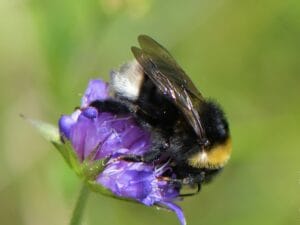 Gypsy Cuckoo Bumblebee - Bombus bohemicus