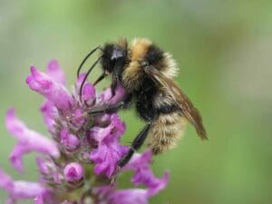 Field cuckoo bee - Bombus campestris