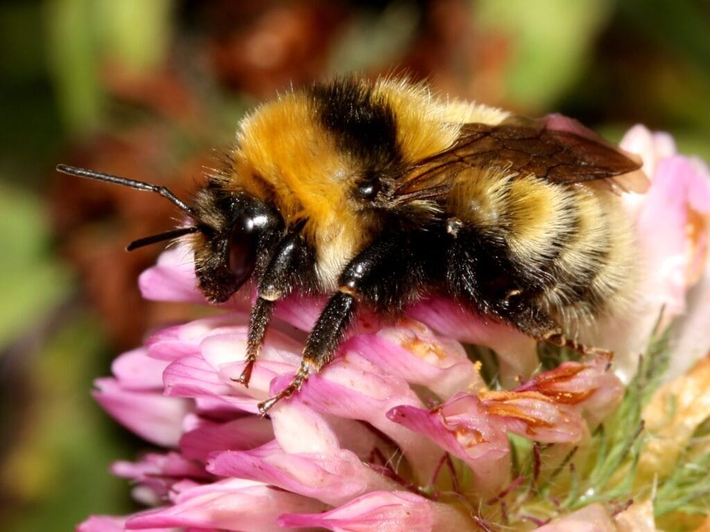 Bombus distinguendus