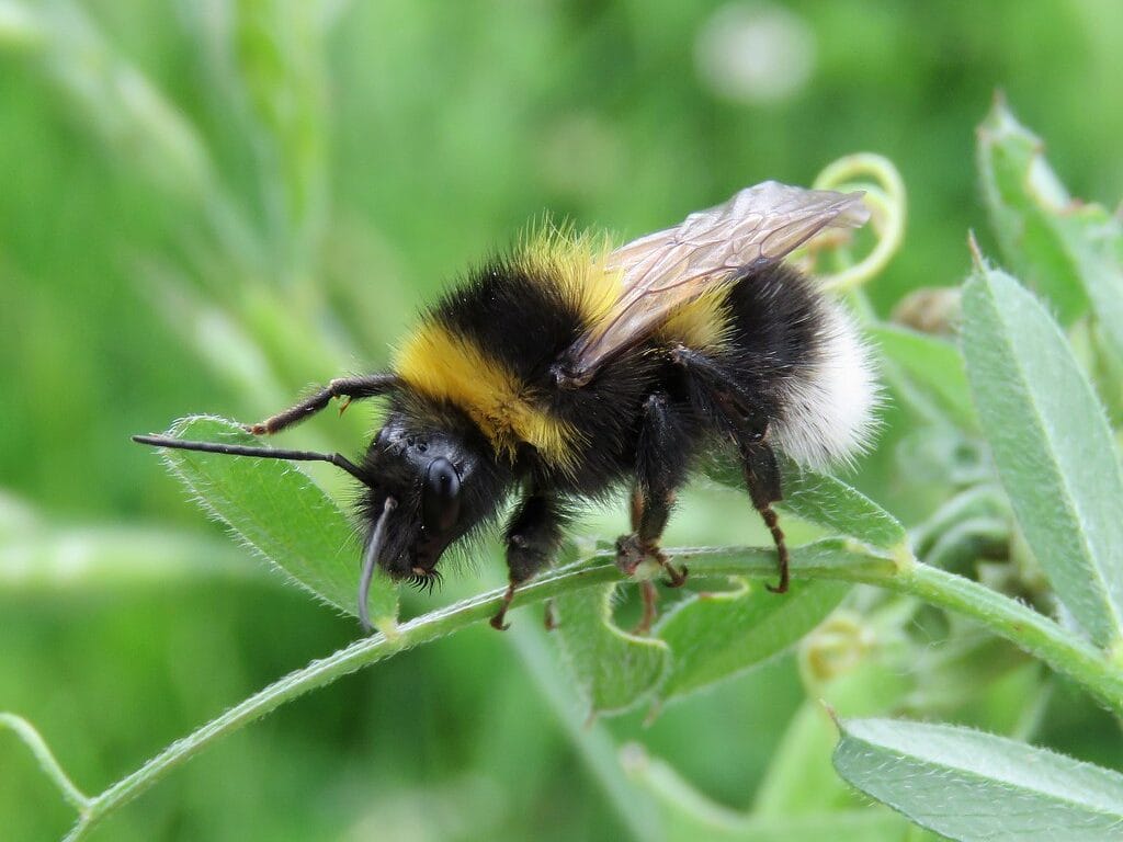 Garden Bumblebee Bombus hortorum