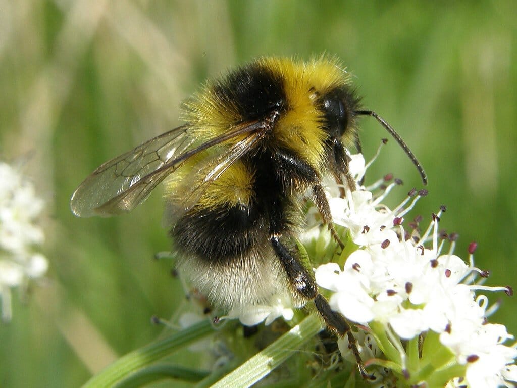 Heath Bumblebee (Bombus jonellus)