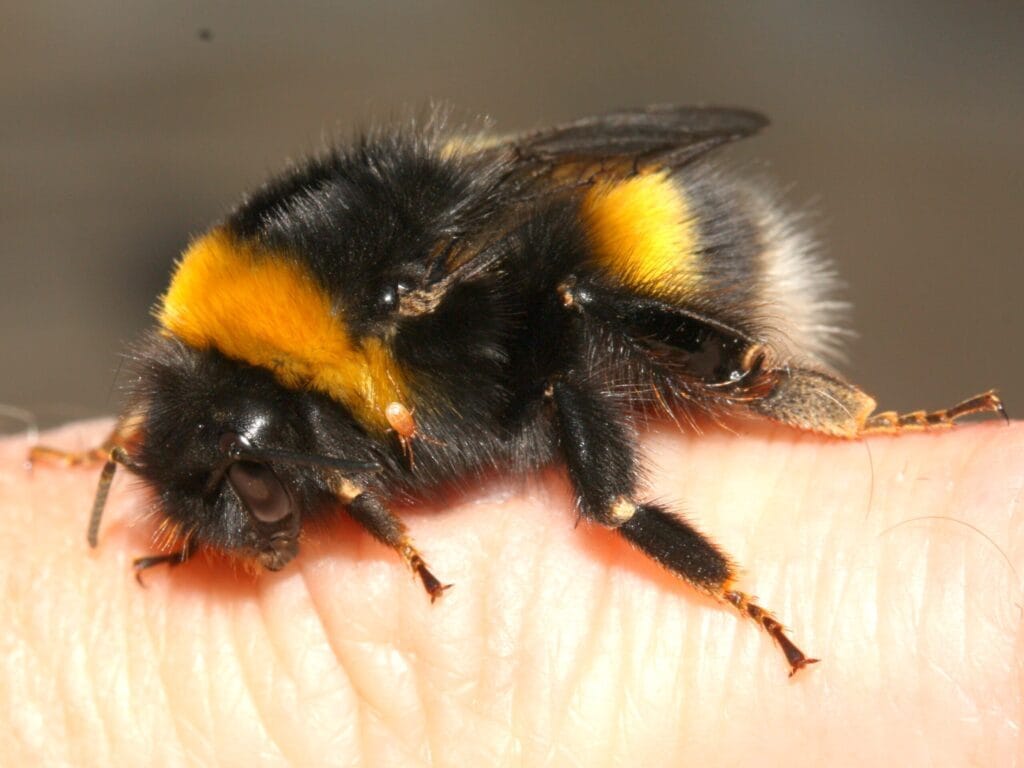 Bombus magnus