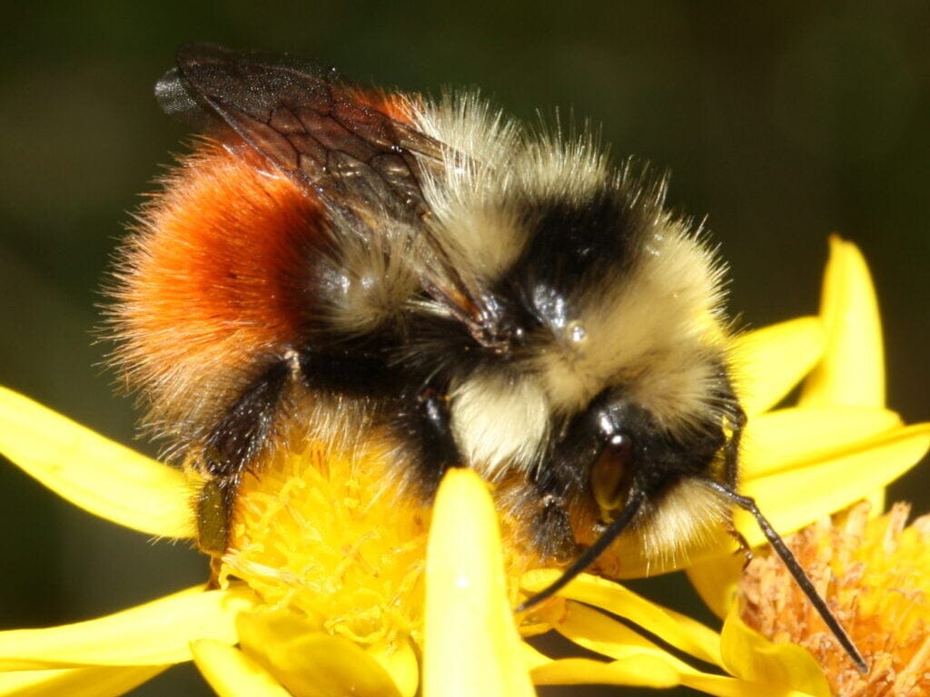 Bombus monticola