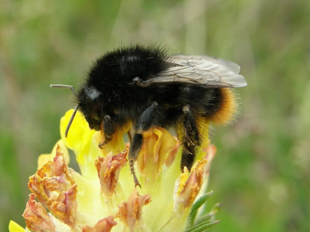 Bombus ruderarius