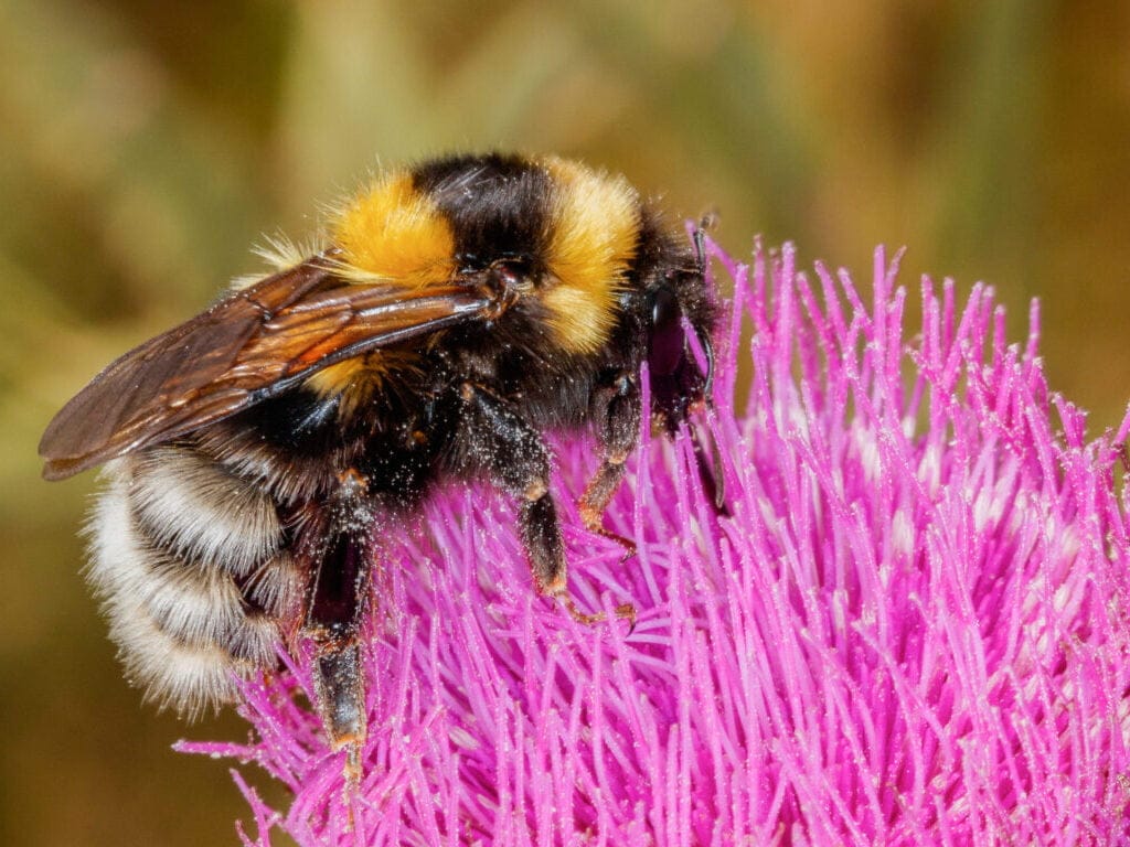 Bombus ruderatus