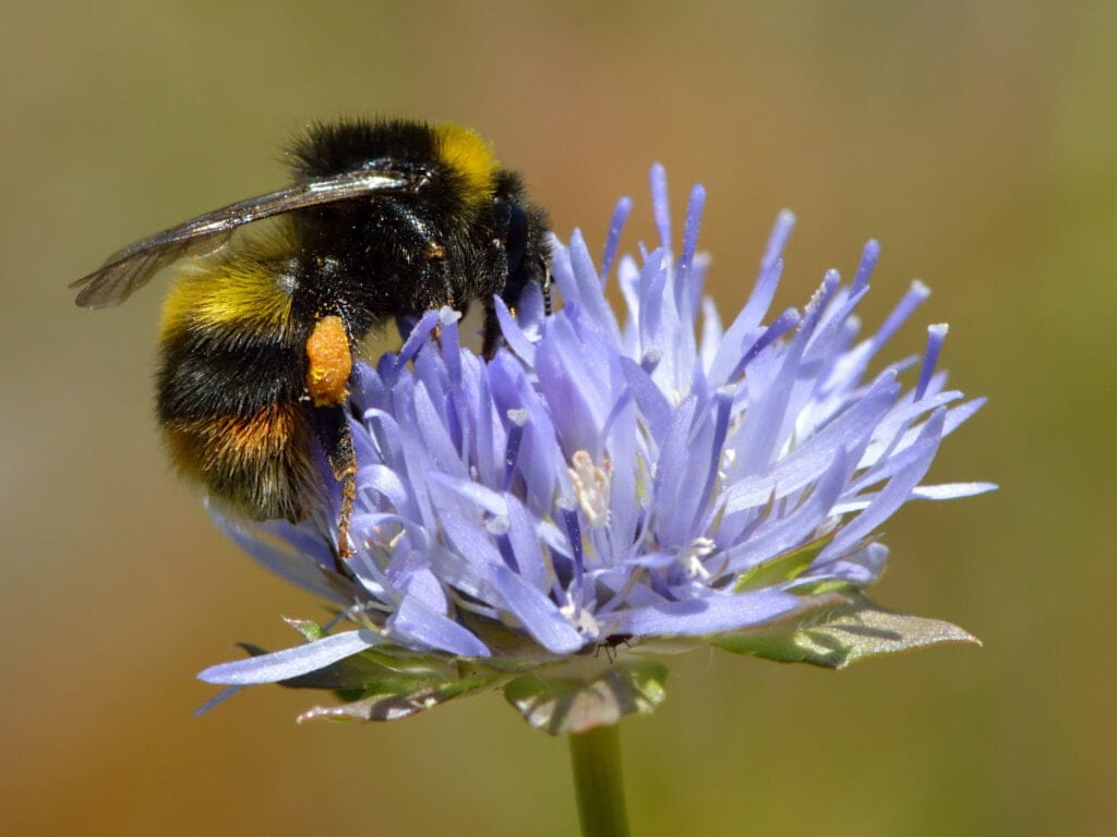 Bombus soroeensis