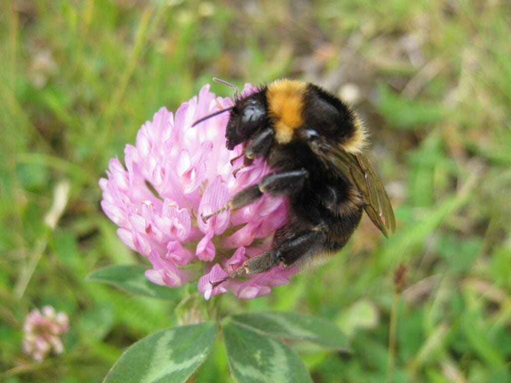 Bombus subterraneus