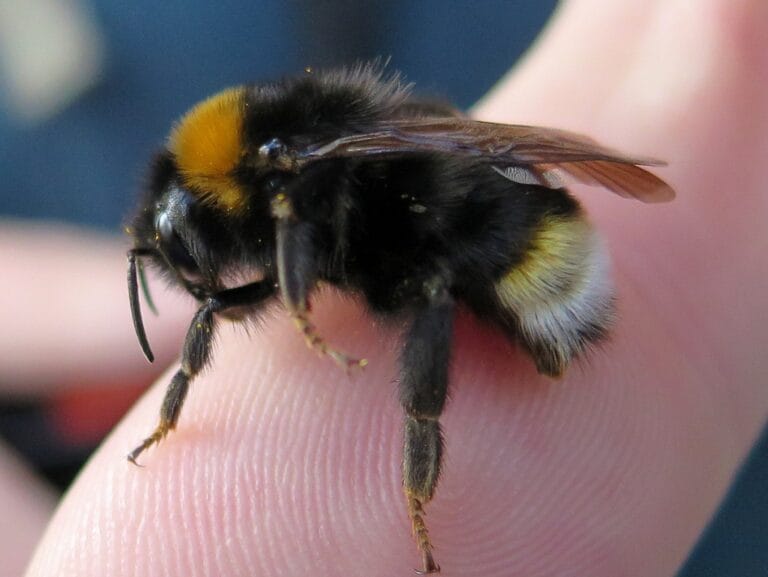 Bombus sylvestris forest cuckoo bee