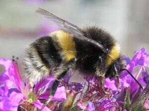 Bombus terrestris Buff-Tailed Bumblebee