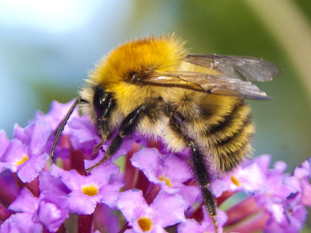 Brown Banded Carder bee