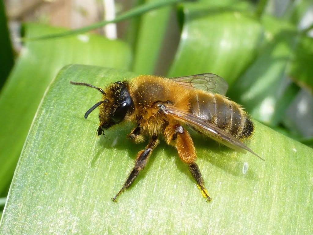 buffish mining bee