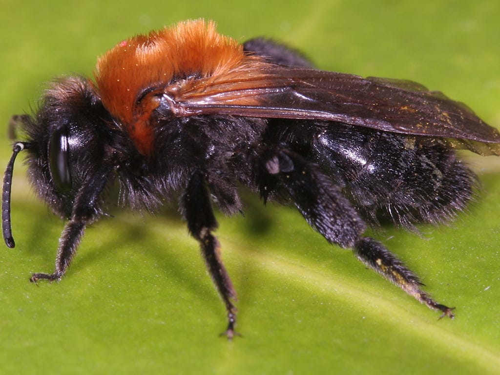 Cliff Mining Bee (Andrena thoracica)