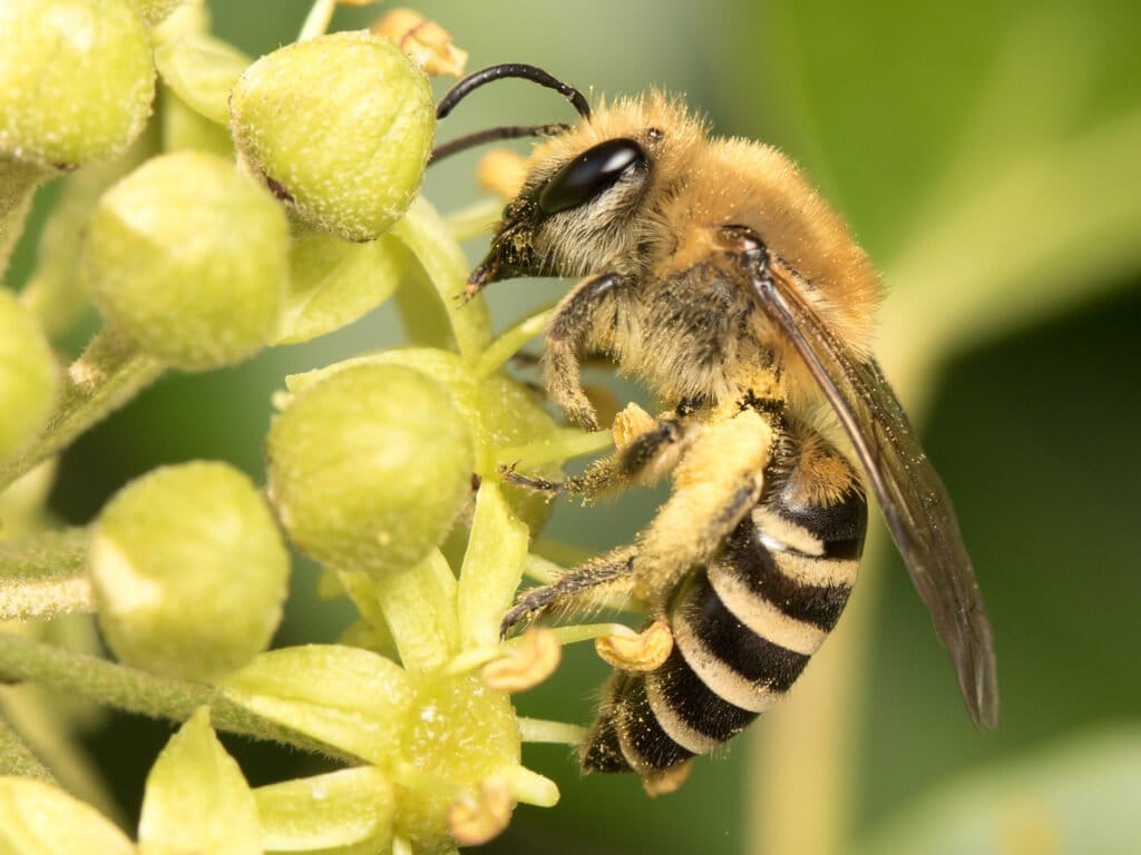 colletes hedarae