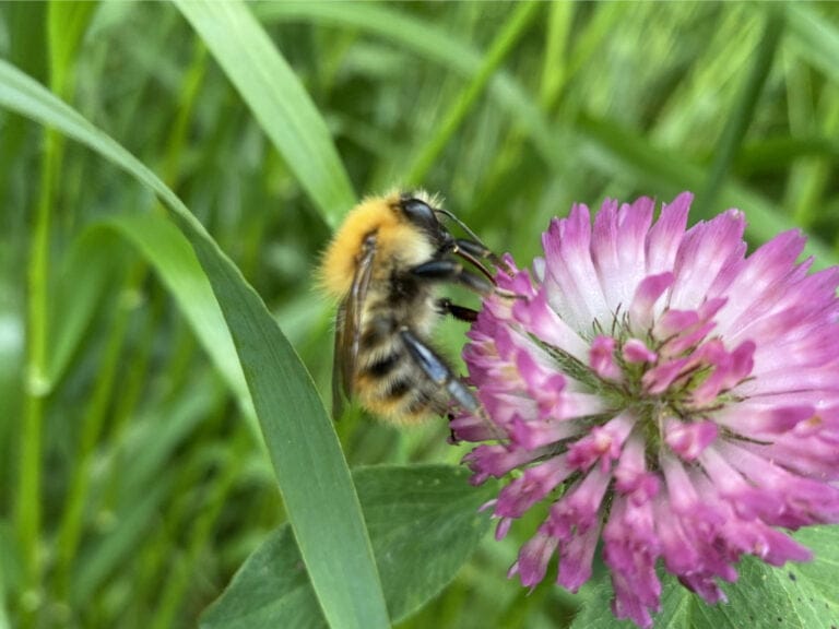 common carder bee