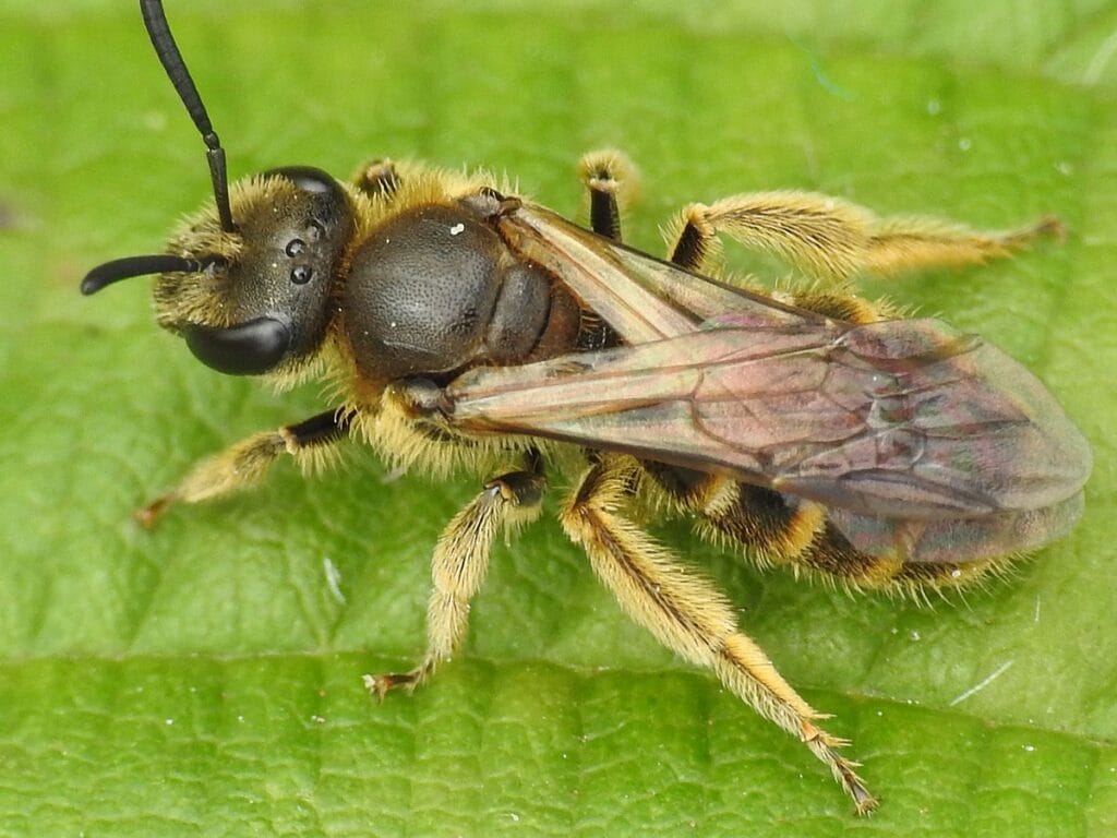 Common furrow bee